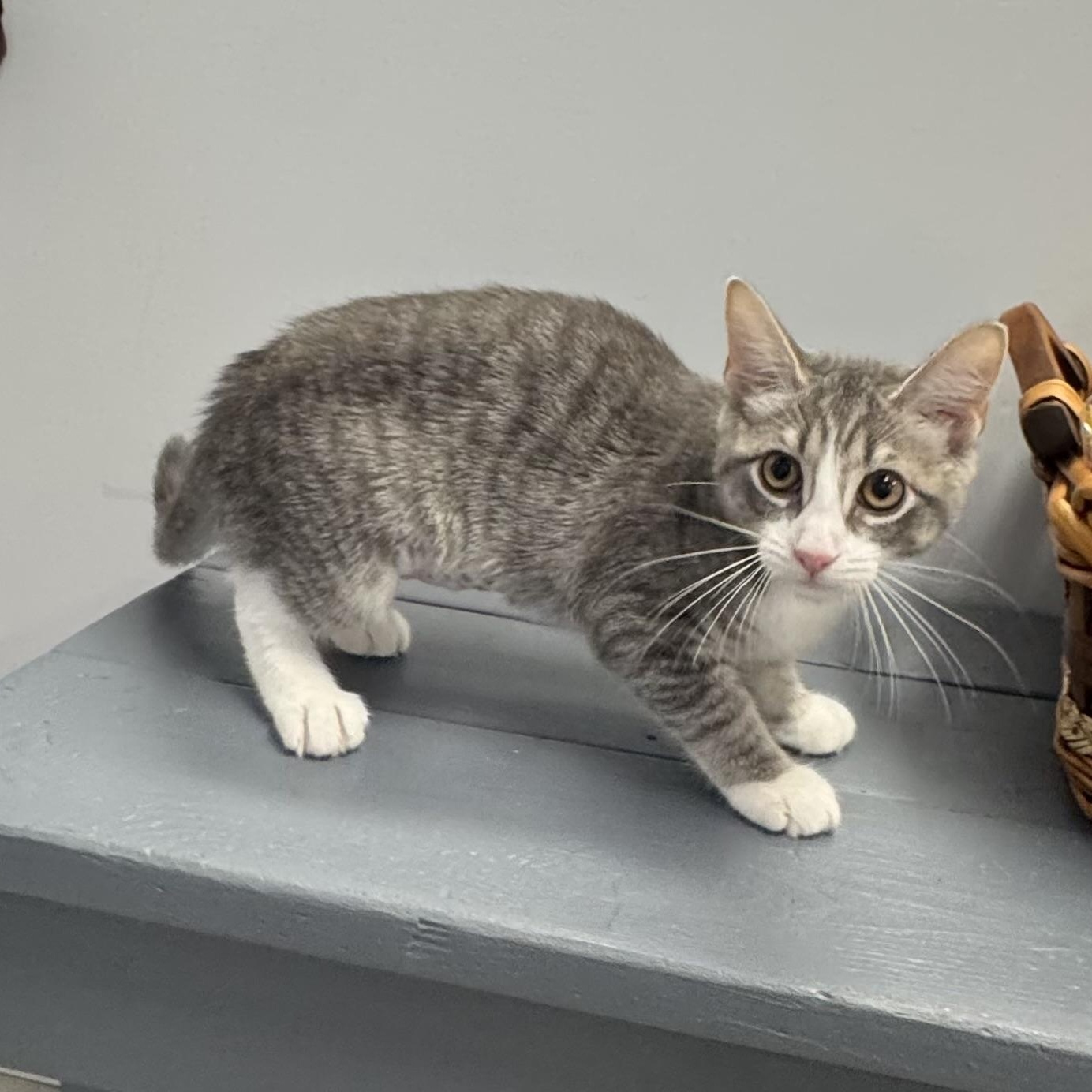 Tina, a ADOPTABLE Tiger in East Northport, NY image 4/5