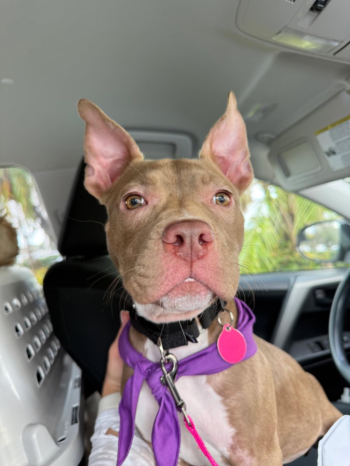 Enlarge Penelope , an adopted mixed breed in Lake Worth, FL image 5/5