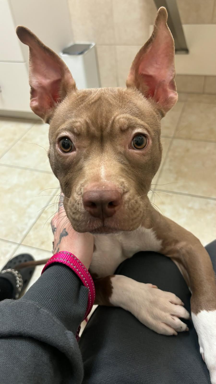 Enlarge Penelope , an adopted mixed breed in Lake Worth, FL image 4/5