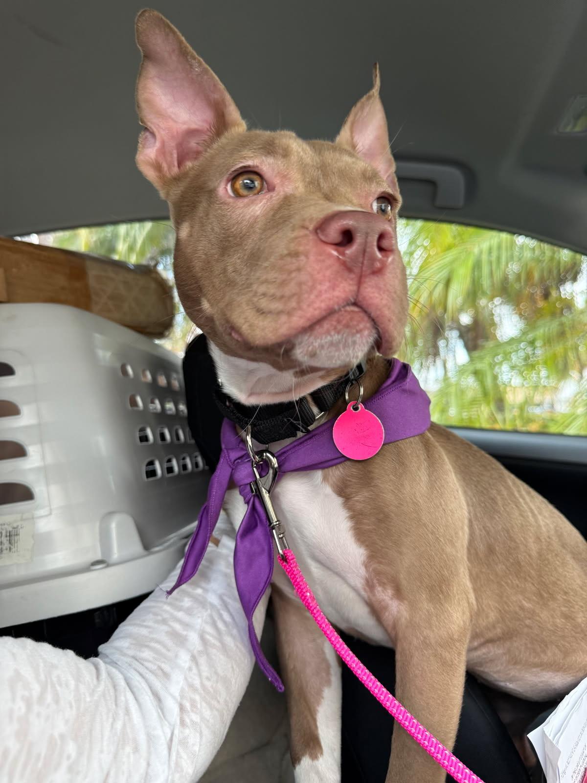 Enlarge Penelope , an adopted mixed breed in Lake Worth, FL image 3/5