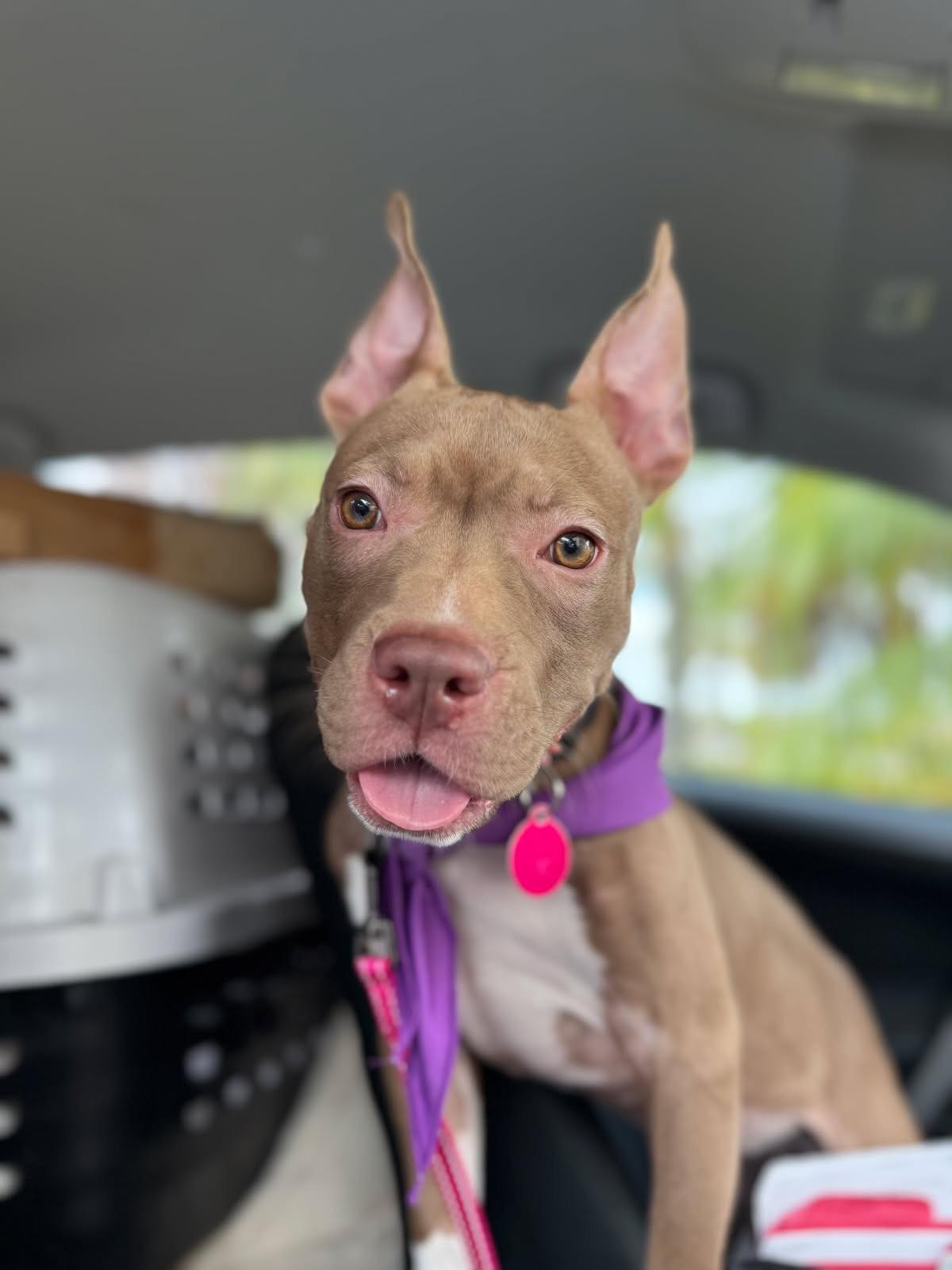 Enlarge Penelope , an adopted mixed breed in Lake Worth, FL image 2/5