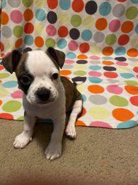 MCARTHUR - Adopted!!, a Adoptable Boston Terrier in Spring, TX image 1/2