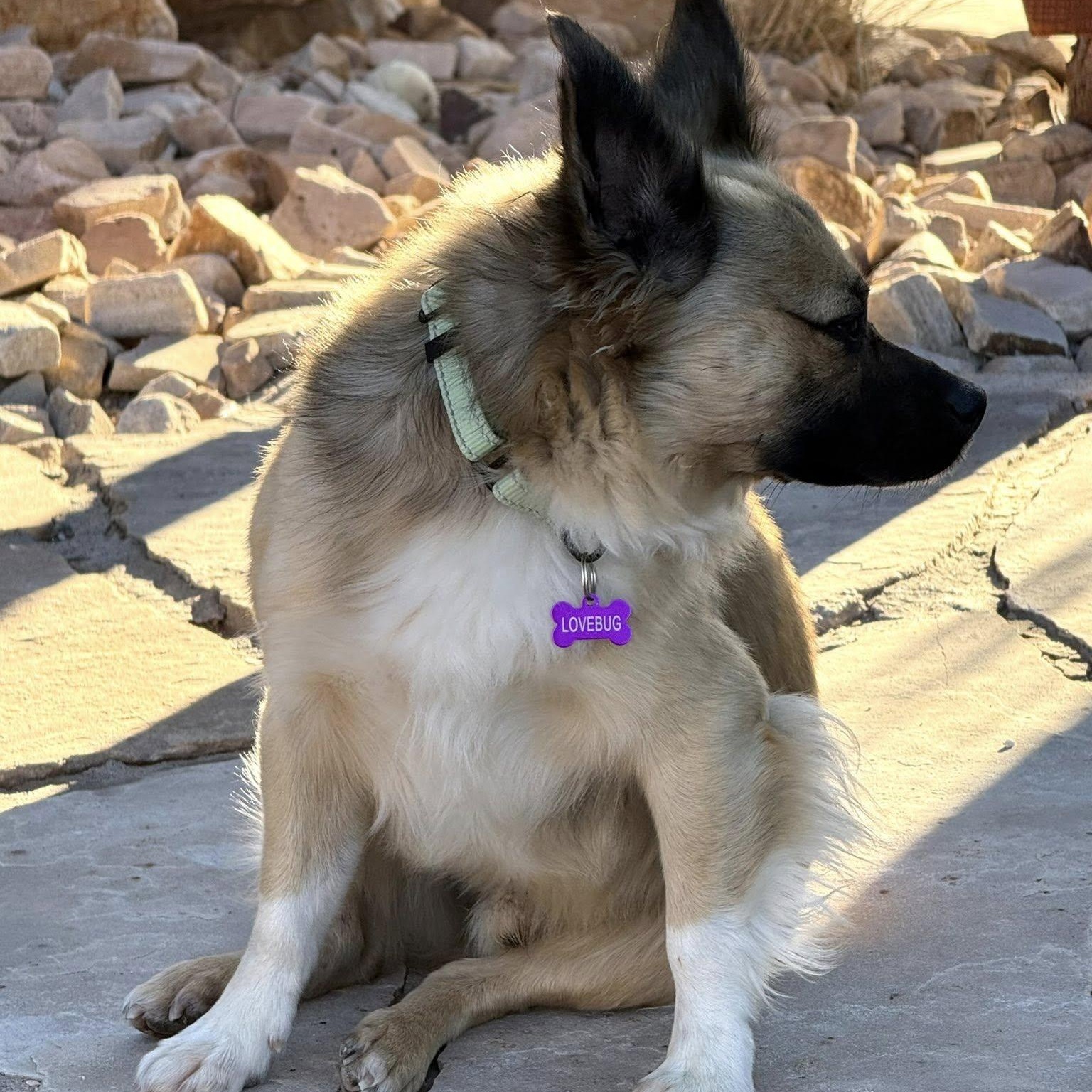 LEROY, a ADOPTABLE mixed breed in Loveland, CO image 4/5