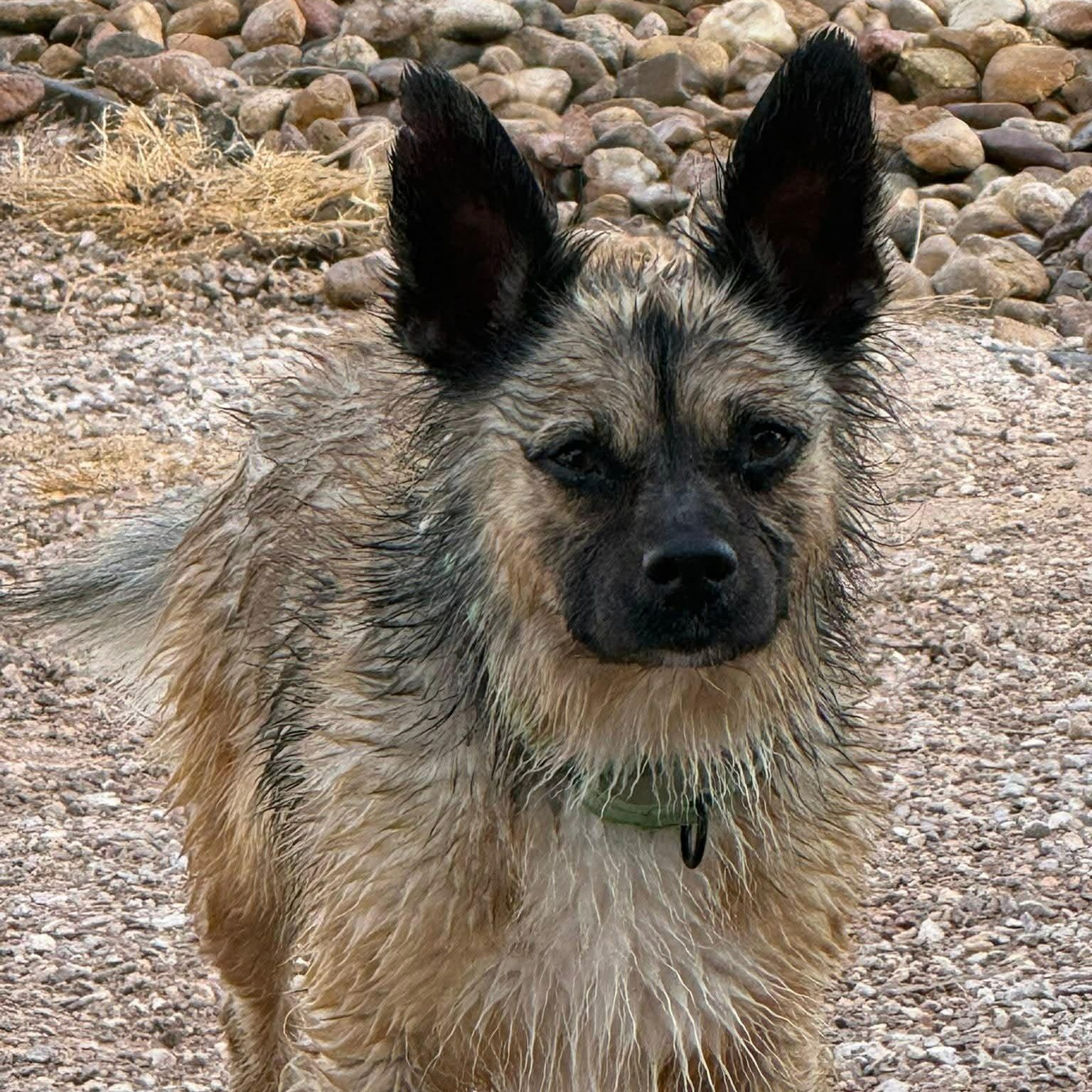 LEROY, a ADOPTABLE mixed breed in Loveland, CO image 2/5