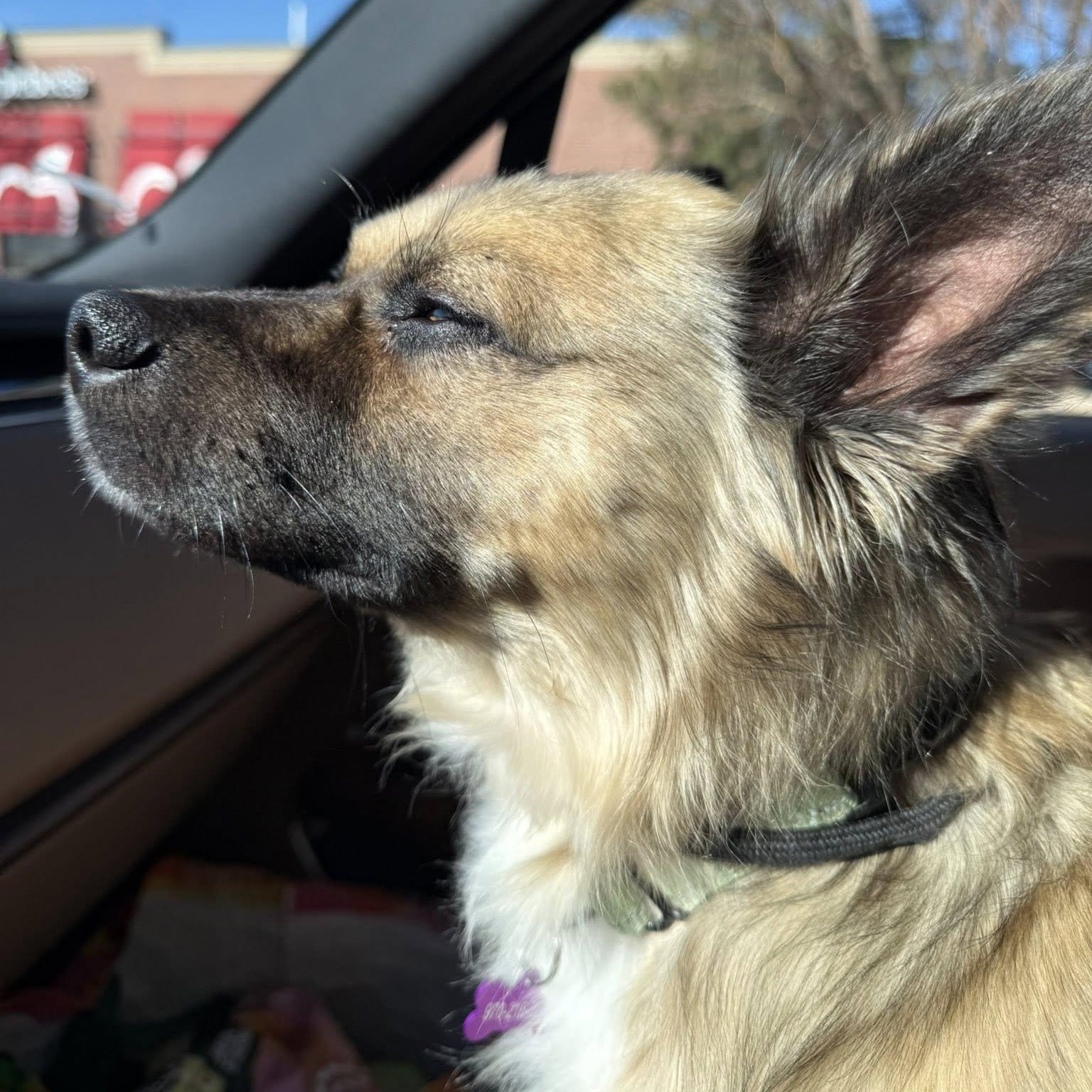 LEROY, a ADOPTABLE mixed breed in Loveland, CO image 5/5