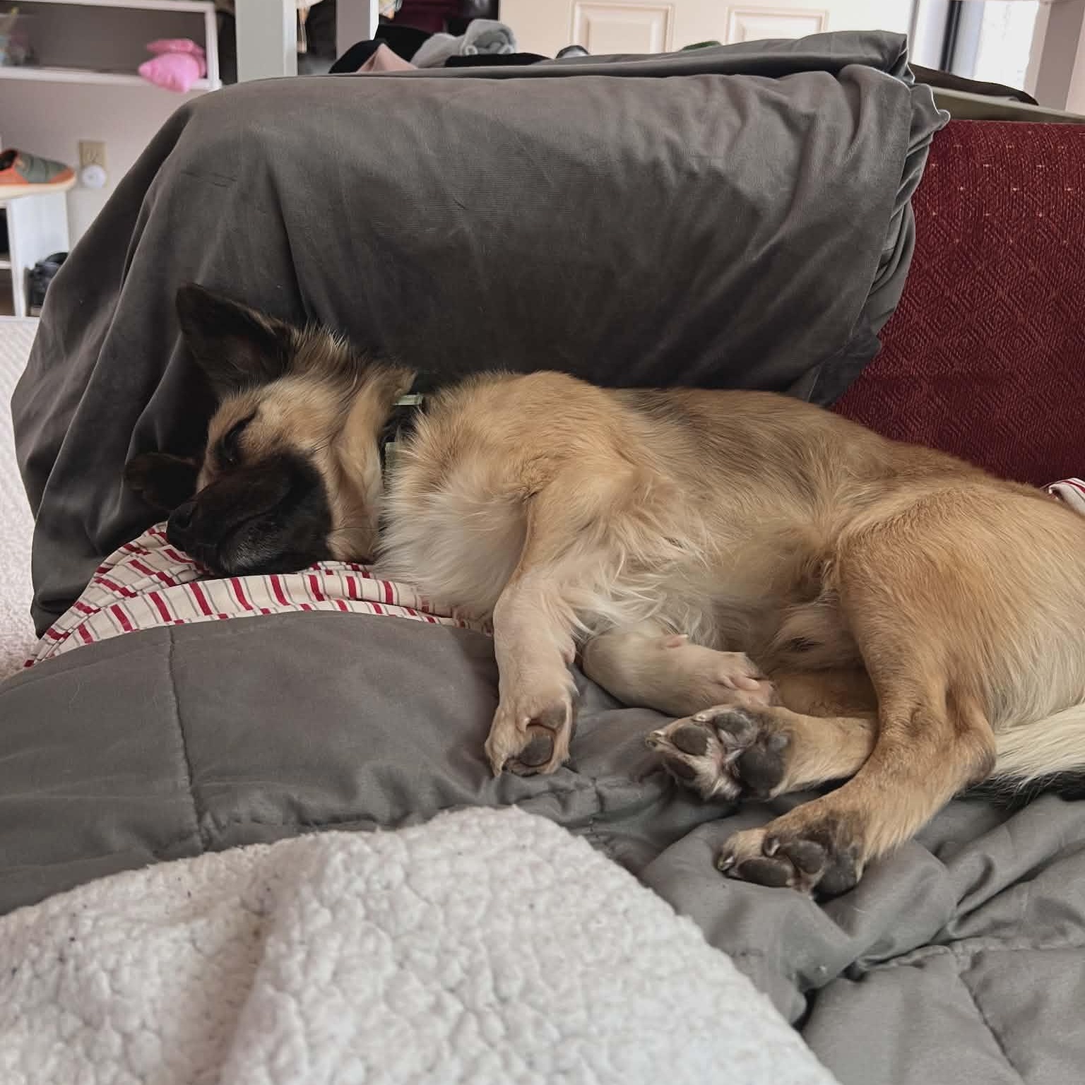 LEROY, a ADOPTABLE mixed breed in Loveland, CO image 3/5