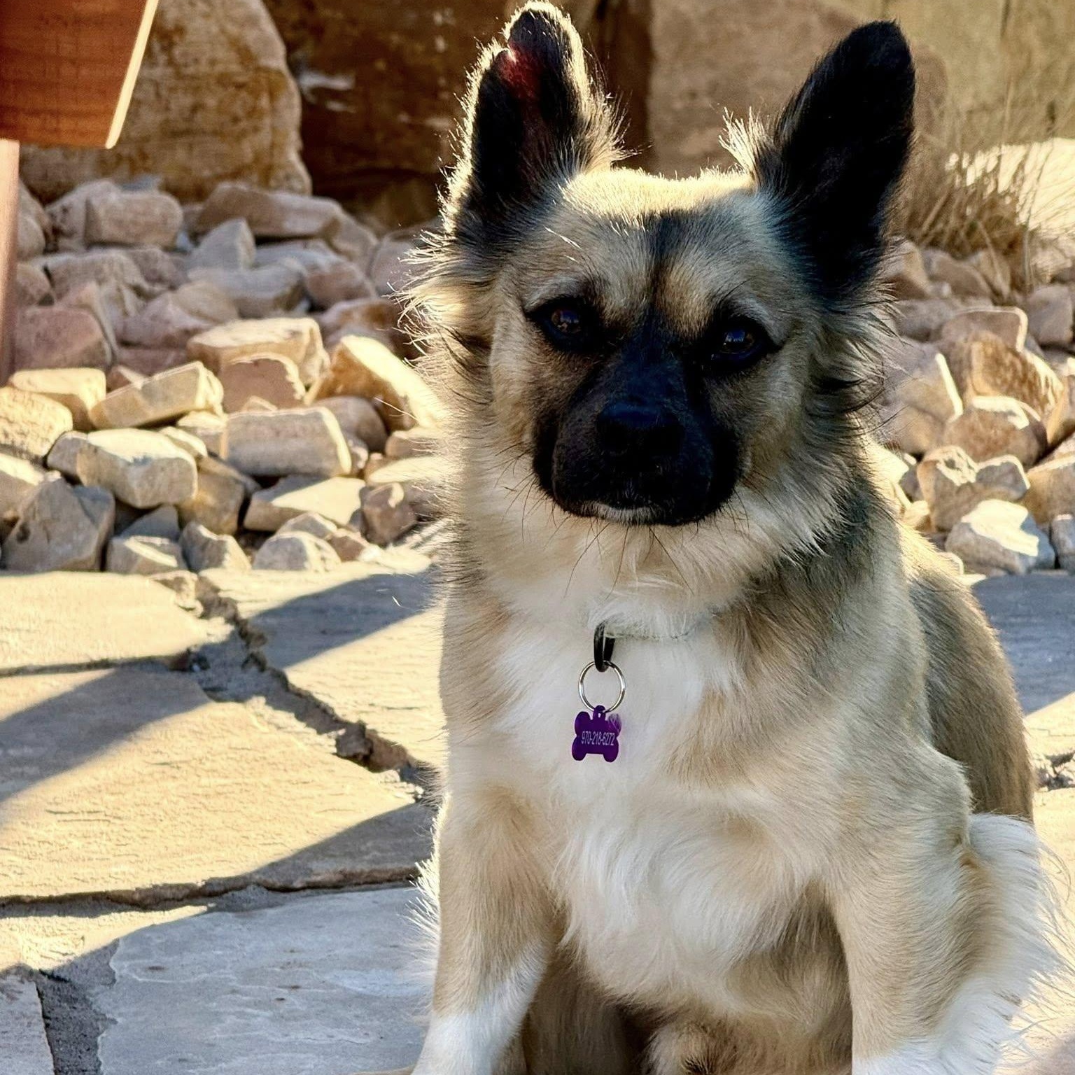 LEROY, a ADOPTABLE mixed breed in Loveland, CO image 1/5