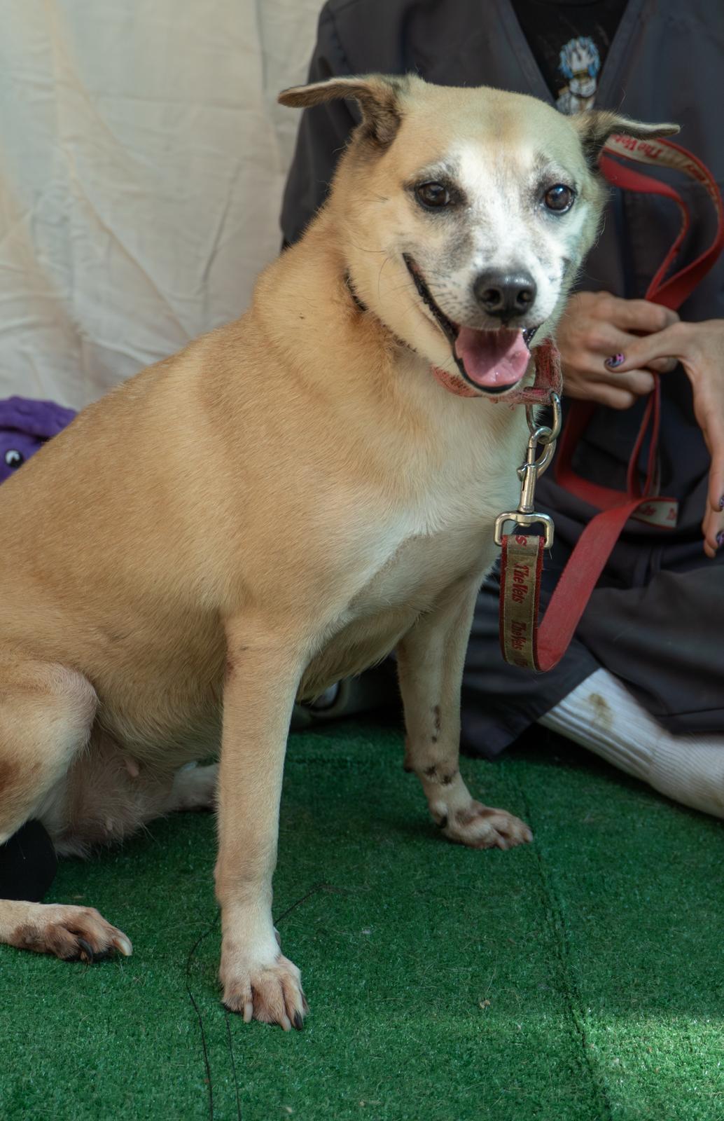 Enlarge Happy Harlem, a ADOPTABLE mixed breed in New York , NY image 2/5