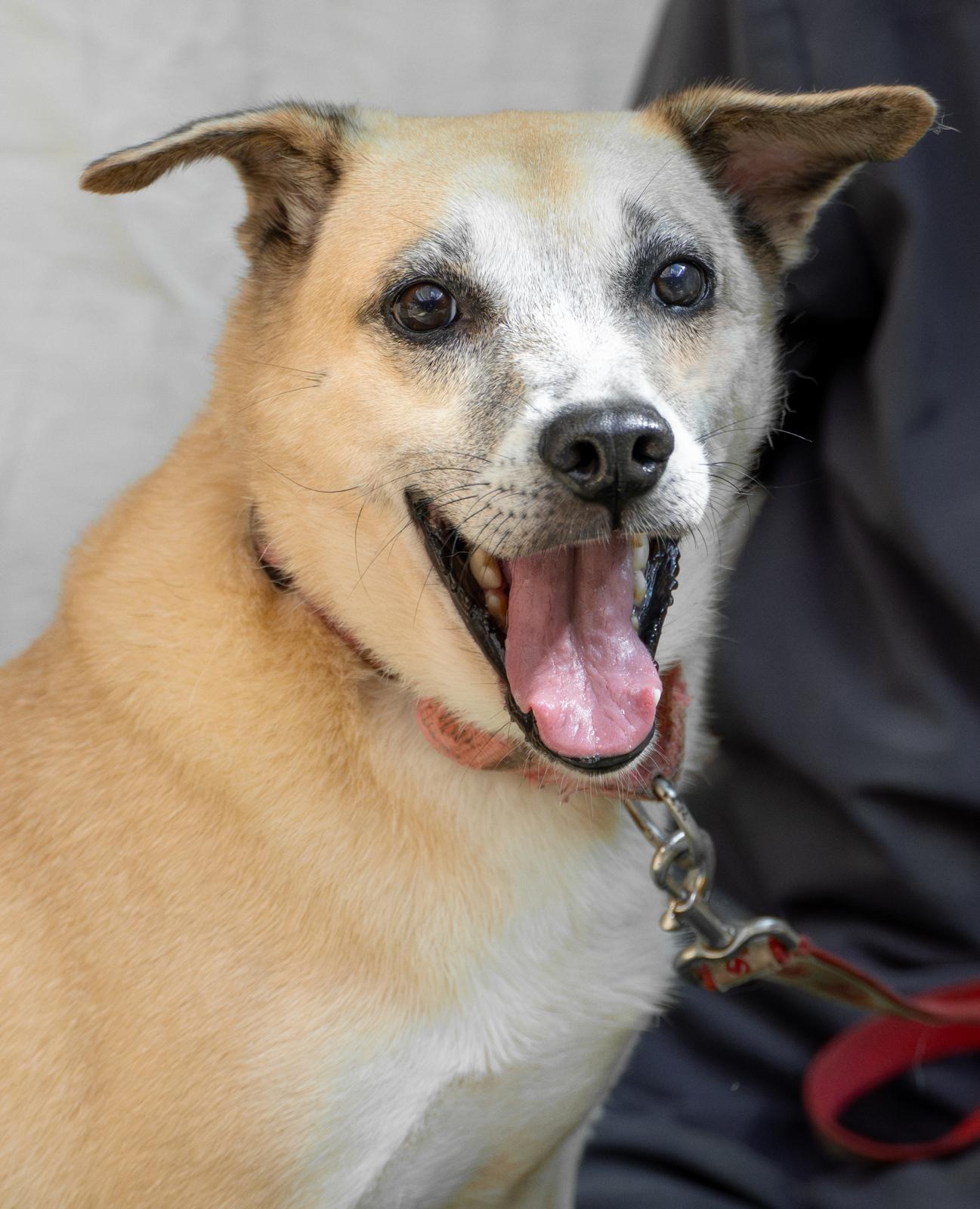 Enlarge Happy Harlem, a ADOPTABLE mixed breed in New York , NY image 1/5