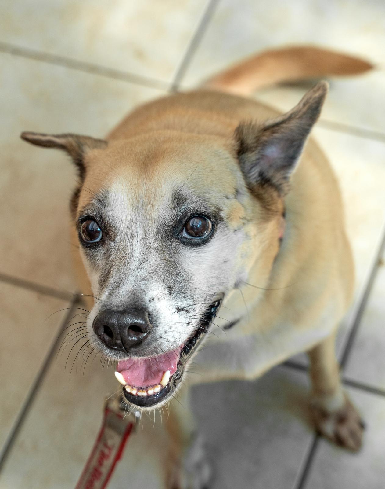 Enlarge Happy Harlem, a ADOPTABLE mixed breed in New York , NY image 3/5