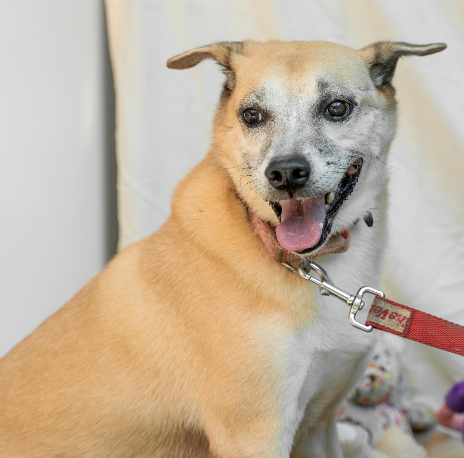 Enlarge Happy Harlem, a ADOPTABLE mixed breed in New York , NY image 5/5