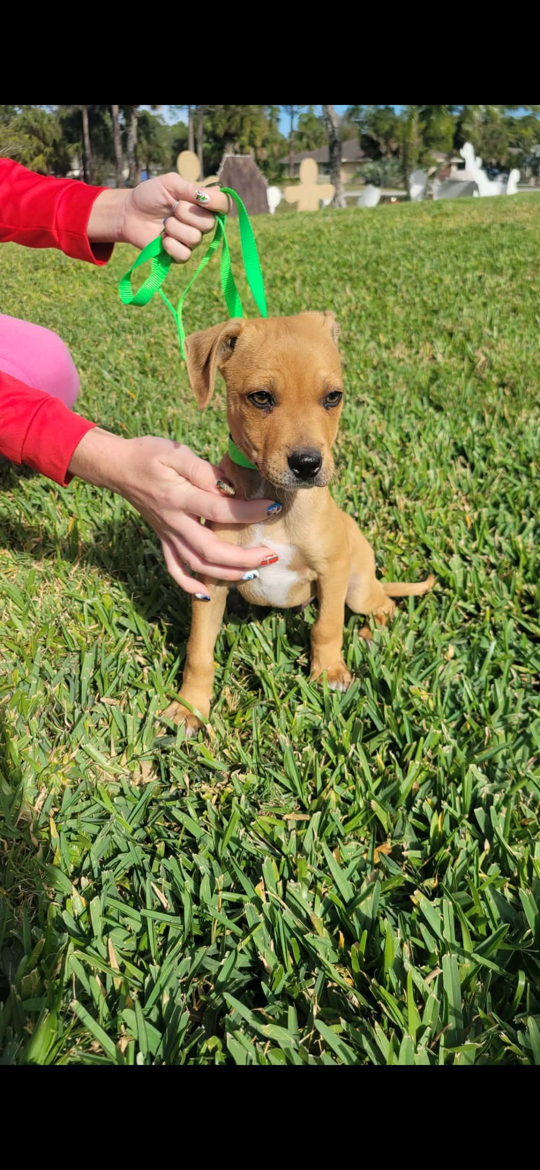 Enlarge Hickory, a ADOPTABLE mixed breed in Loxahatchee, FL image 1/1