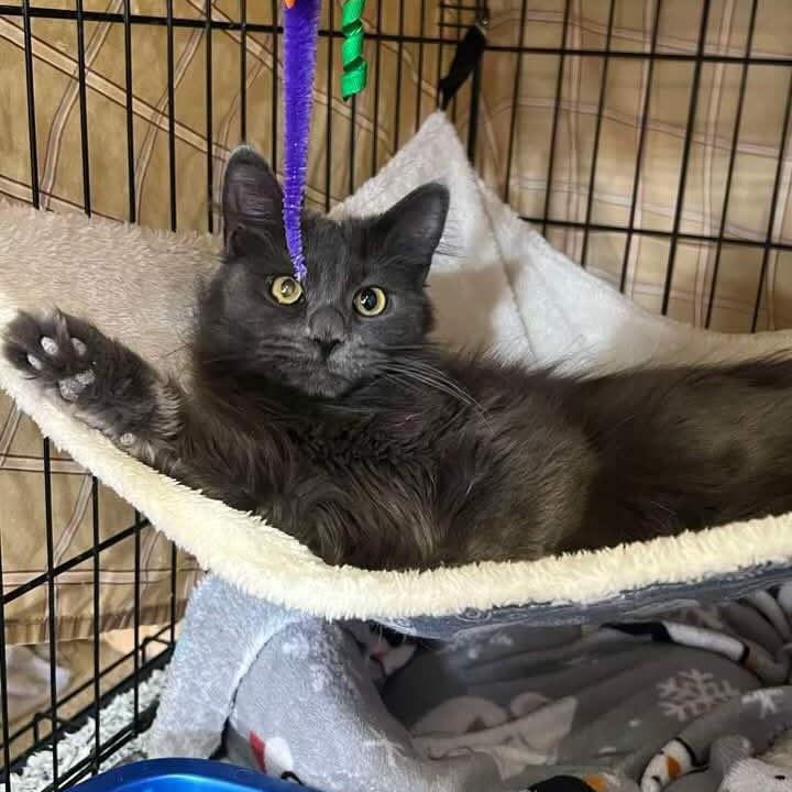 Enlarge Cagney, a Adoptable Domestic Medium Hair in Hopkins, MN image 1/6