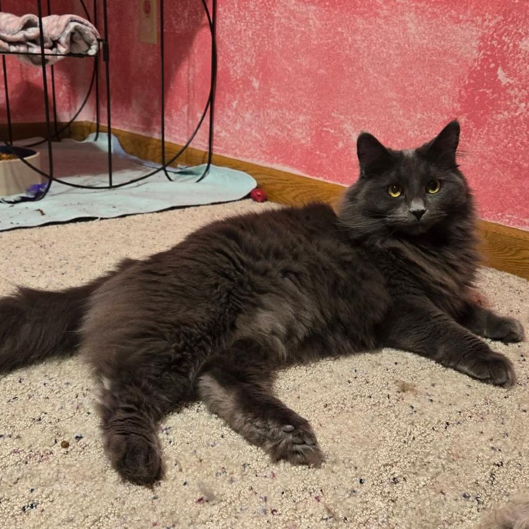 Cagney, Adoptable, Adult Female Domestic Medium Hair.