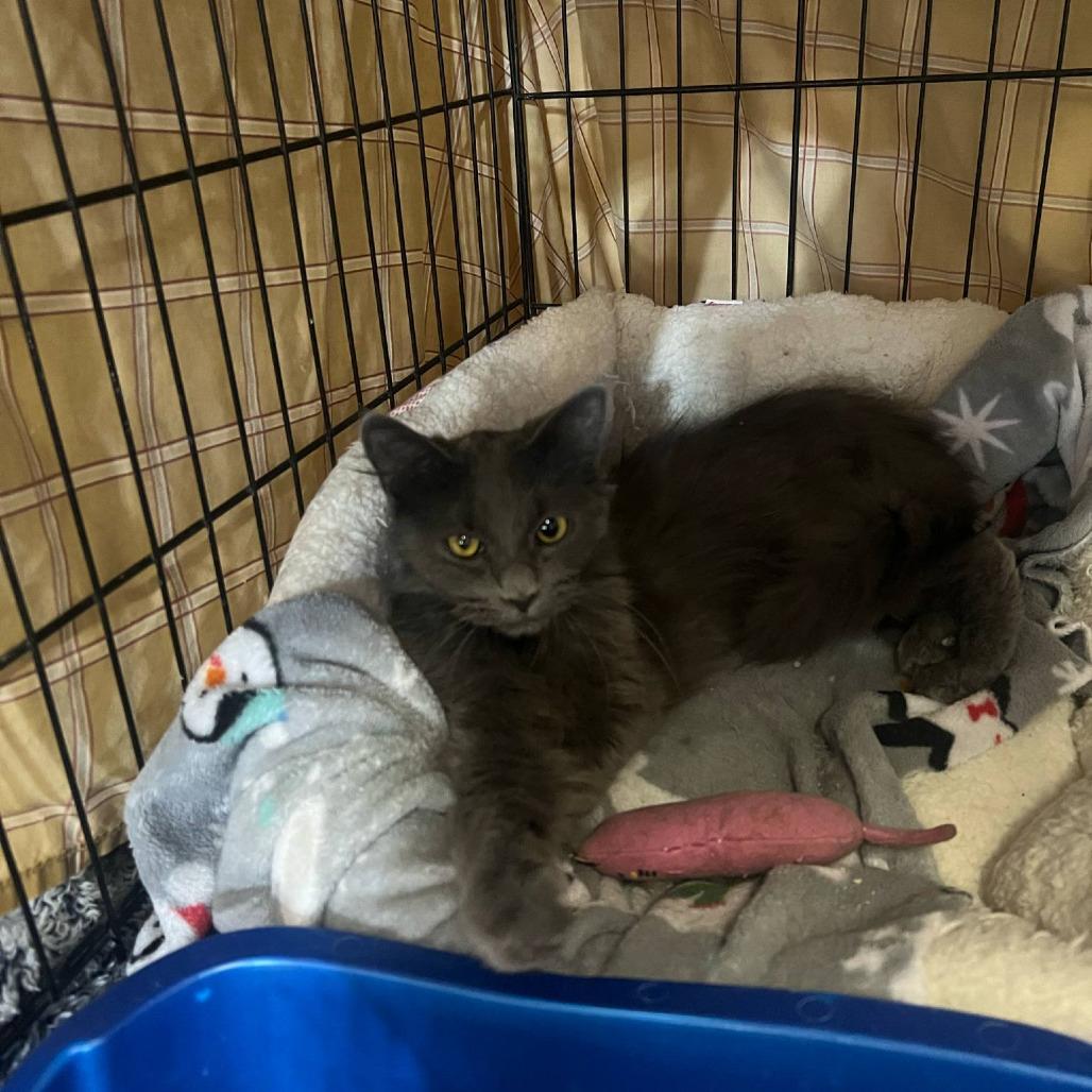 Enlarge Cagney, a Adoptable Domestic Medium Hair in Hopkins, MN image 2/6