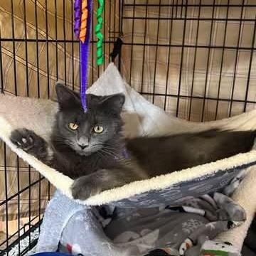 Enlarge Cagney, a Adoptable Domestic Medium Hair in Hopkins, MN image 3/6