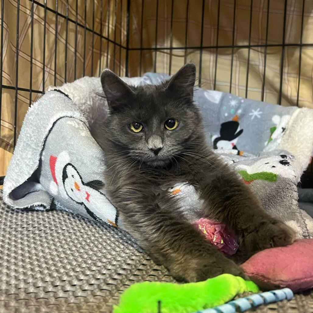 Enlarge Cagney, a Adoptable Domestic Medium Hair in Hopkins, MN image 4/6