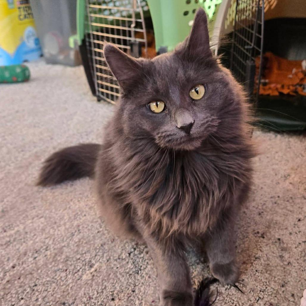 Cagney, a Adoptable Domestic Medium Hair in Hopkins, MN image 1/6