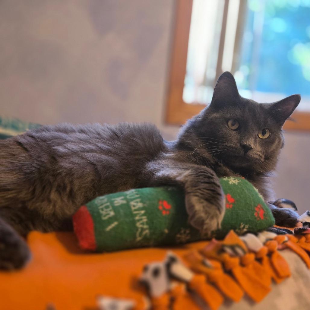 Enlarge Cagney, a Adoptable Domestic Medium Hair in Hopkins, MN image 6/6