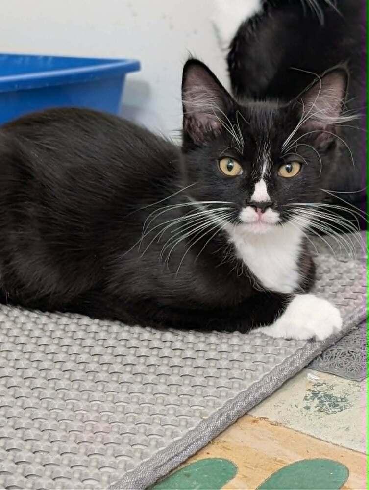 Jabba the Fluff - Fostered in Omaha, Adoptable, Kitten Female American Shorthair.