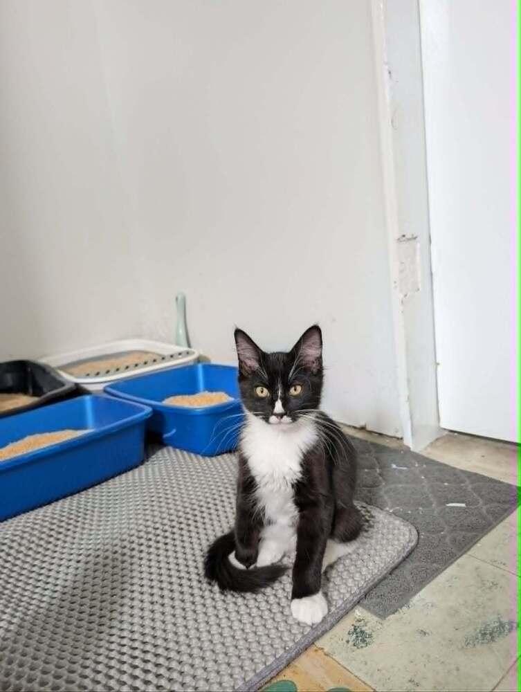 Enlarge Jabba the Fluff - Fostered in Omaha, a Adoptable mixed breed in Shawnee Mission, KS image 2/4