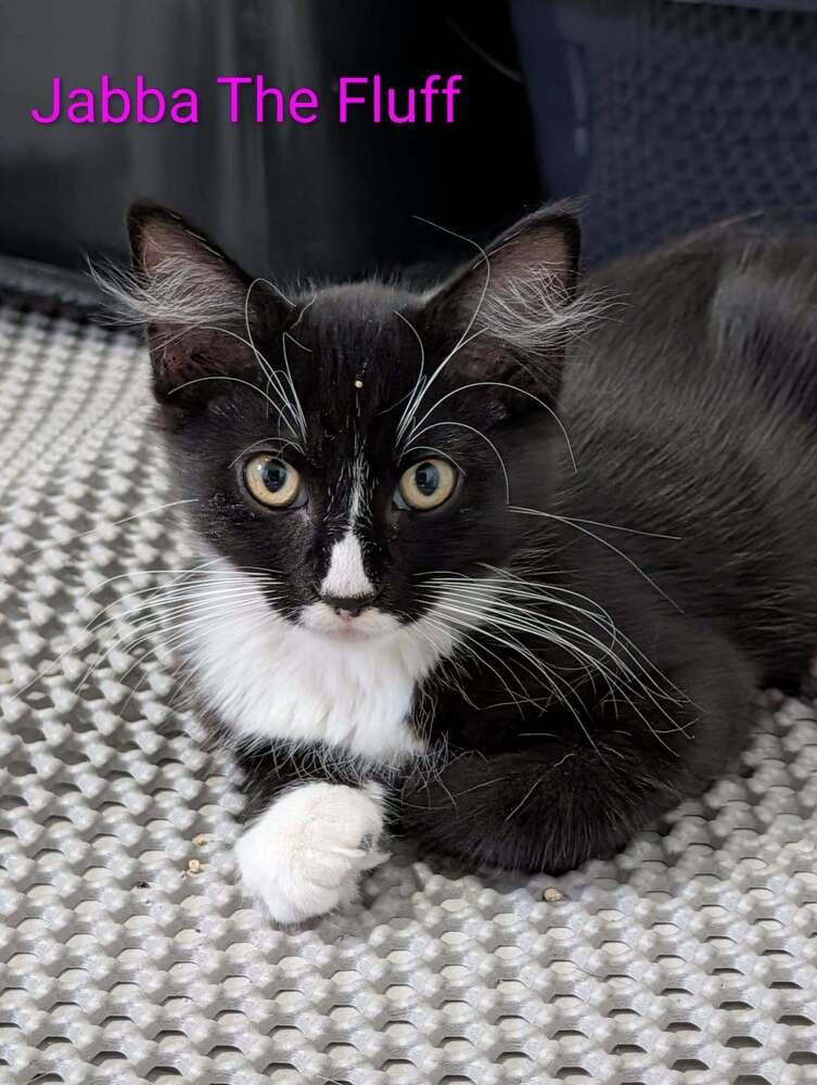 Enlarge Jabba the Fluff - Fostered in Omaha, a Adoptable mixed breed in Shawnee Mission, KS image 3/4
