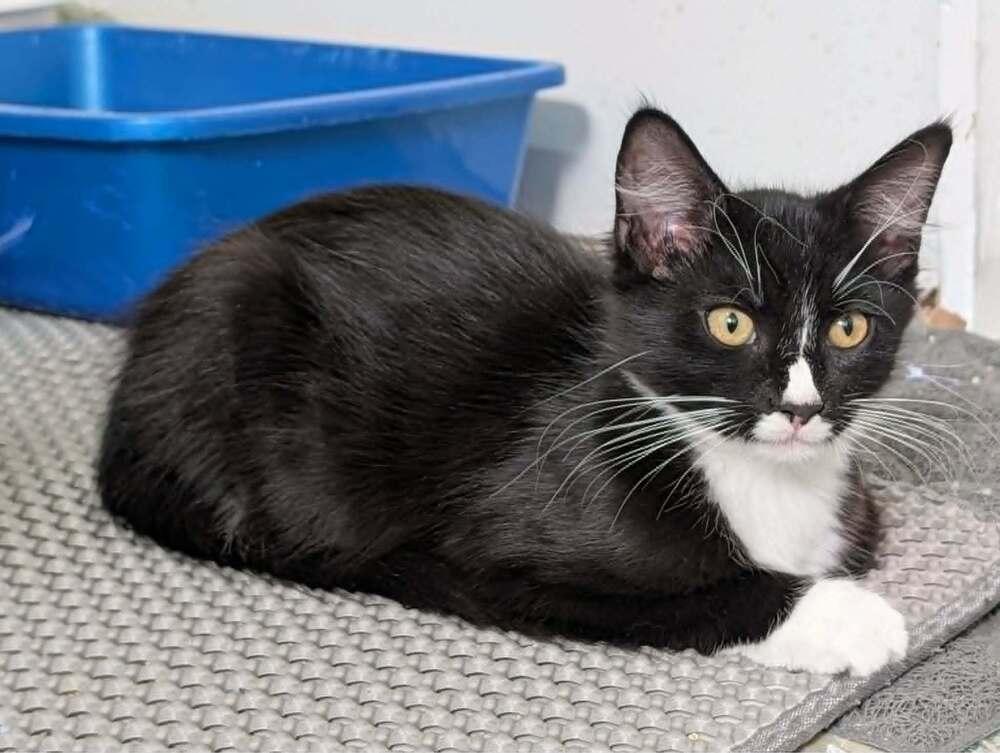 Enlarge Jabba the Fluff - Fostered in Omaha, a Adoptable mixed breed in Shawnee Mission, KS image 4/4