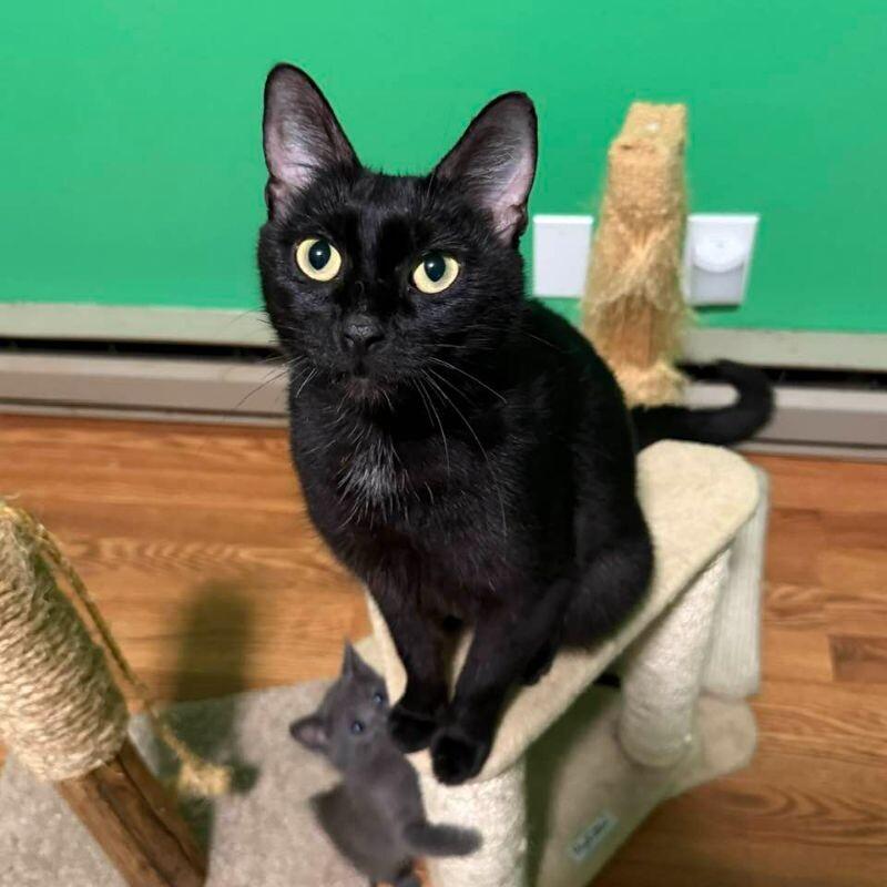 Mama Luna, Adoptable, Adult Female Domestic Short Hair.