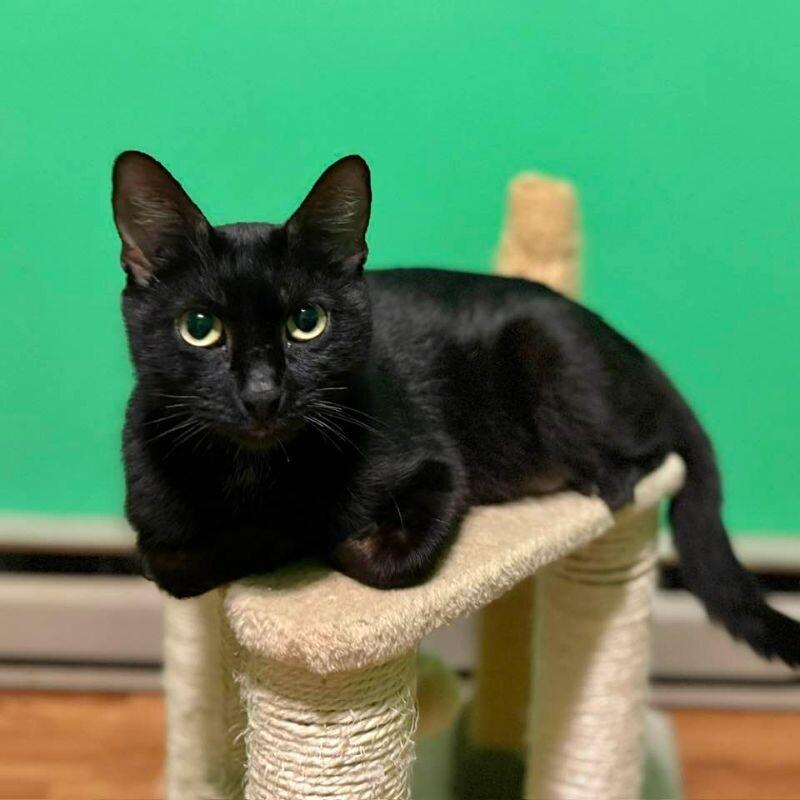 Enlarge Mama Luna, a Adoptable Domestic Short Hair in Arlington, WA image 2/3