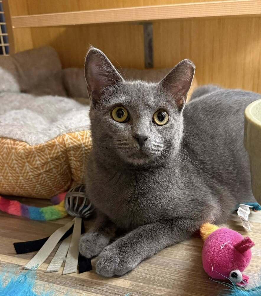 Yeller *Featured at the Petco in Columbia, MD*, Adoptable, Young Male Domestic Short Hair.