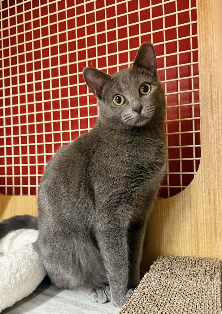 Enlarge Yeller *Featured at the Petco in Ellicott City, MD*, a Adoptable Domestic Short Hair in catonsville , MD image 2/3