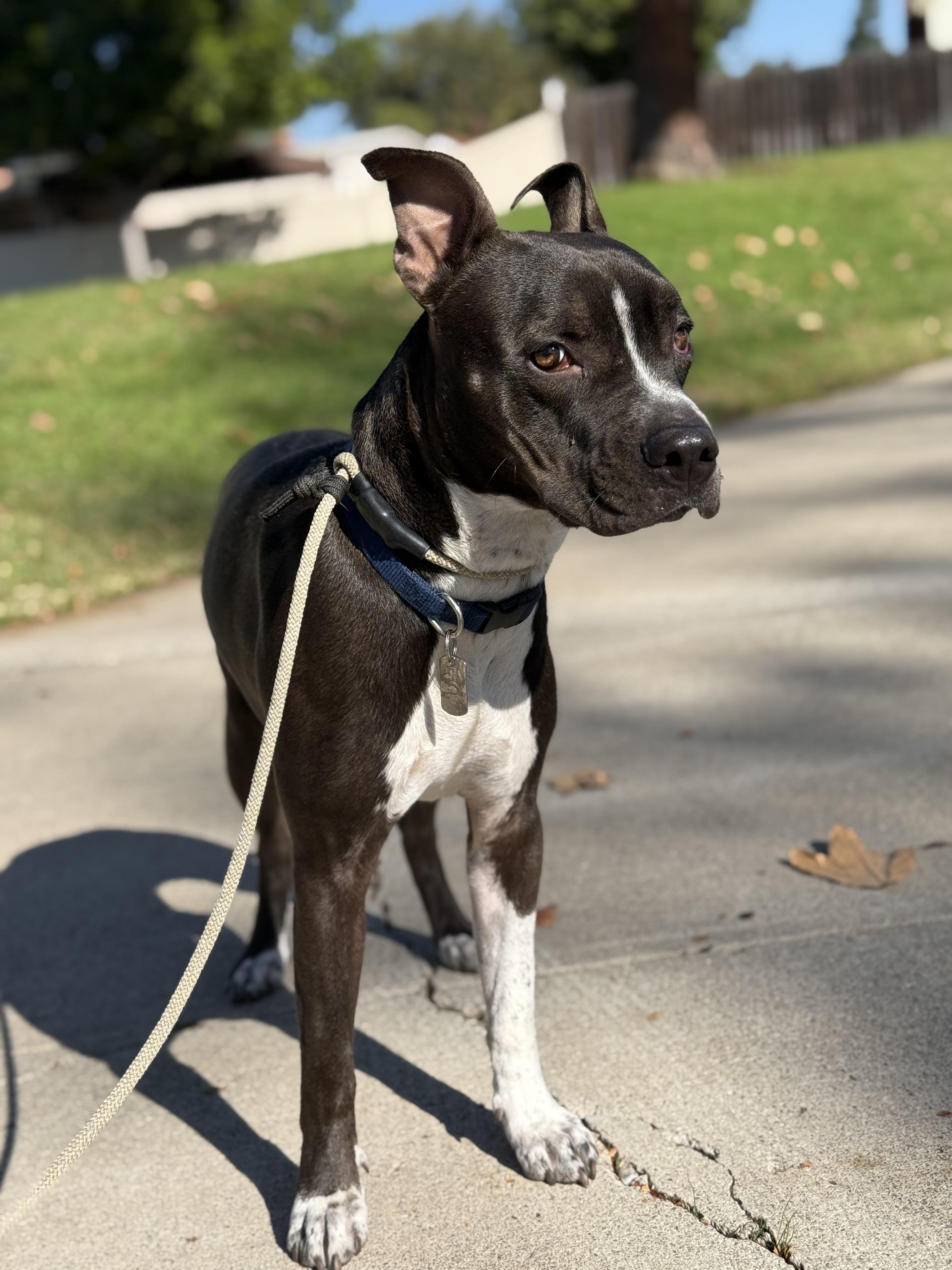 Sirius photo 4
