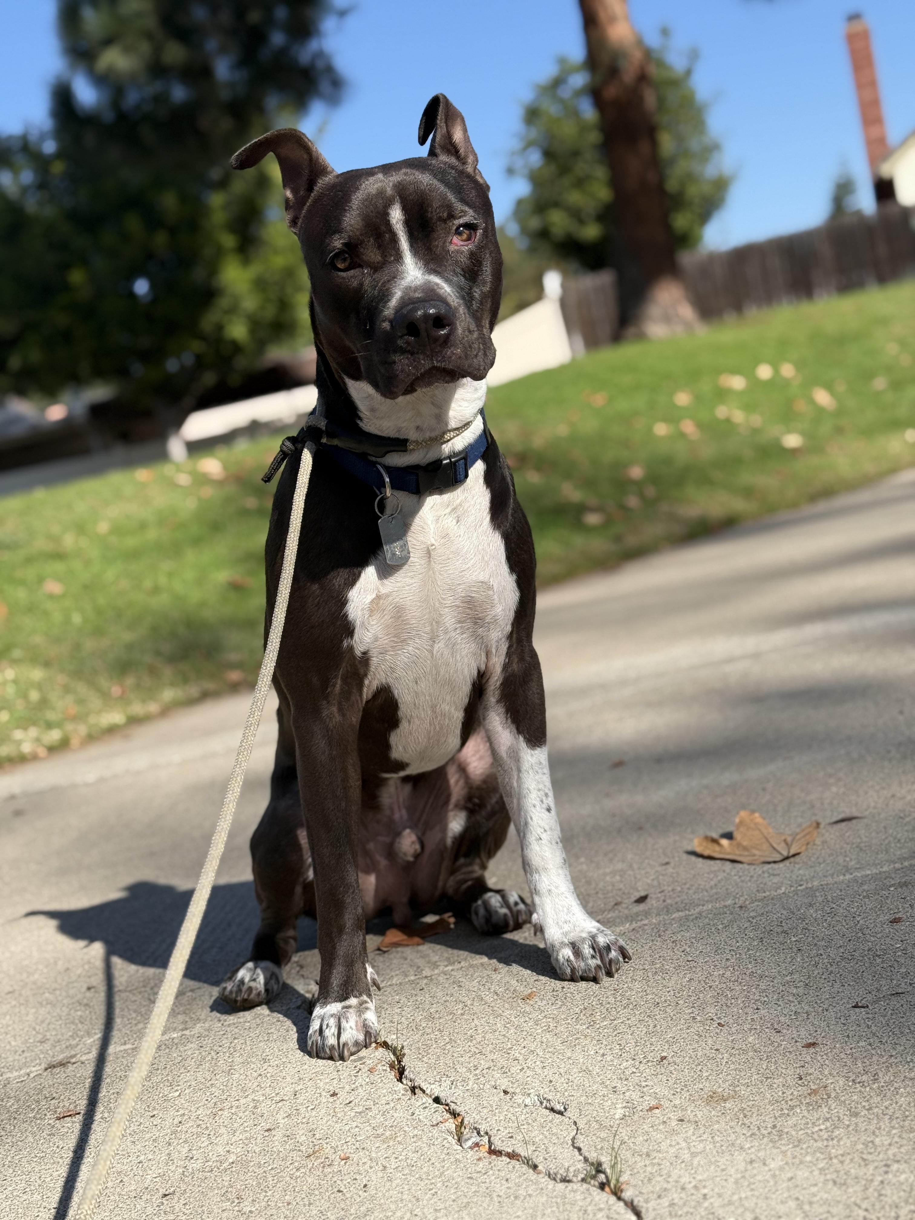 Sirius photo 1