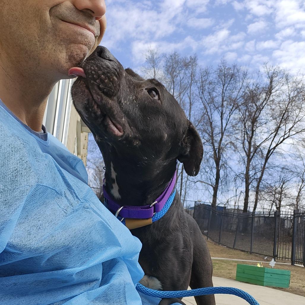 Bunny, Adoptable, Adult Female Mixed Breed.