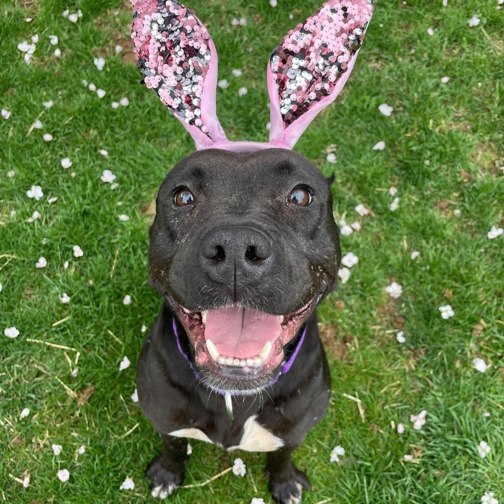 Bunny, a Adoptable Mixed Breed in Sinking Spring, PA image 2/6