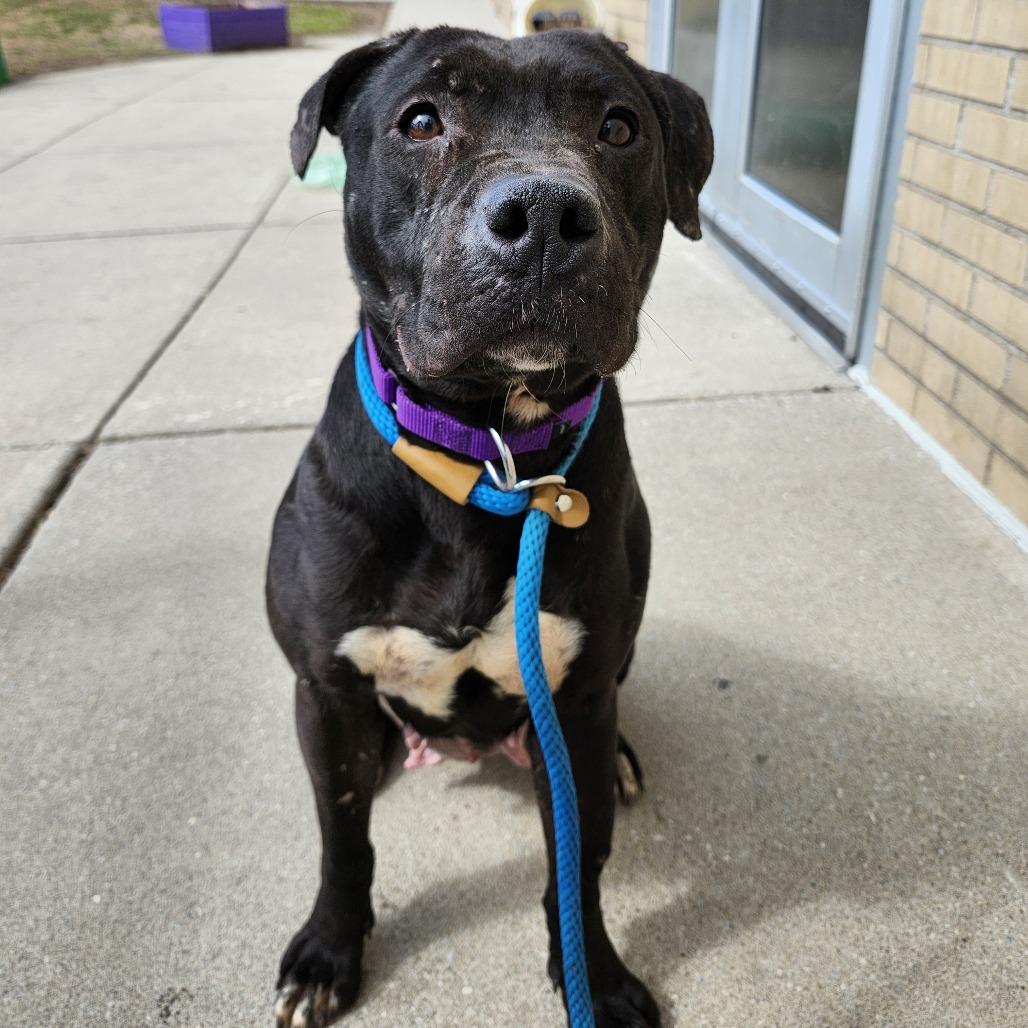 Bunny, a Adoptable Mixed Breed in Sinking Spring, PA image 3/6