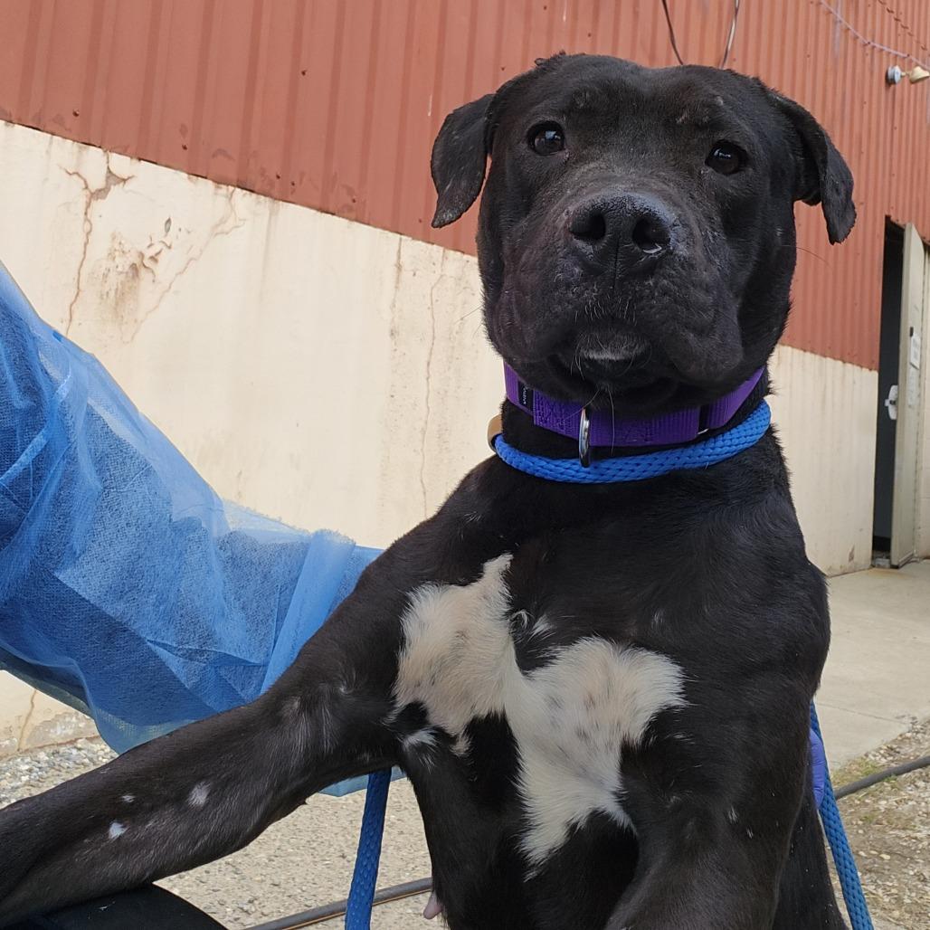 Bunny, a Adoptable Mixed Breed in Sinking Spring, PA image 4/6
