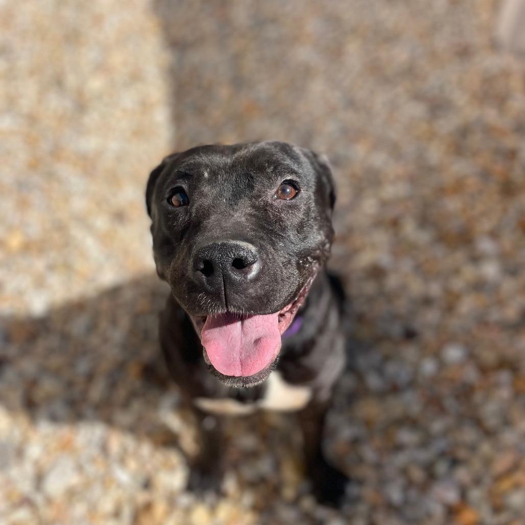 Bunny, a Adoptable Mixed Breed in Sinking Spring, PA image 5/6