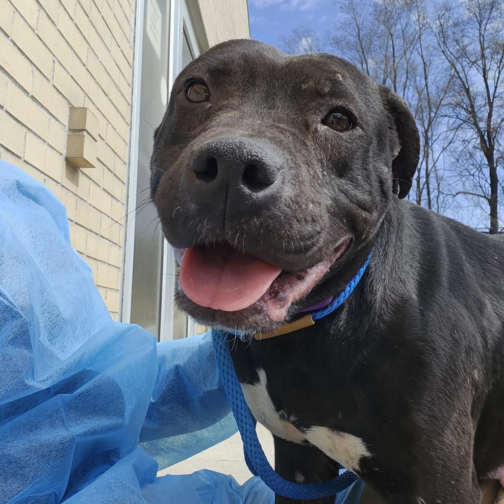 Bunny, a Adoptable Mixed Breed in Sinking Spring, PA image 6/6