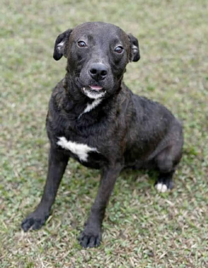 Stacy, Adoptable, Puppy Female American Staffordshire Terrier.