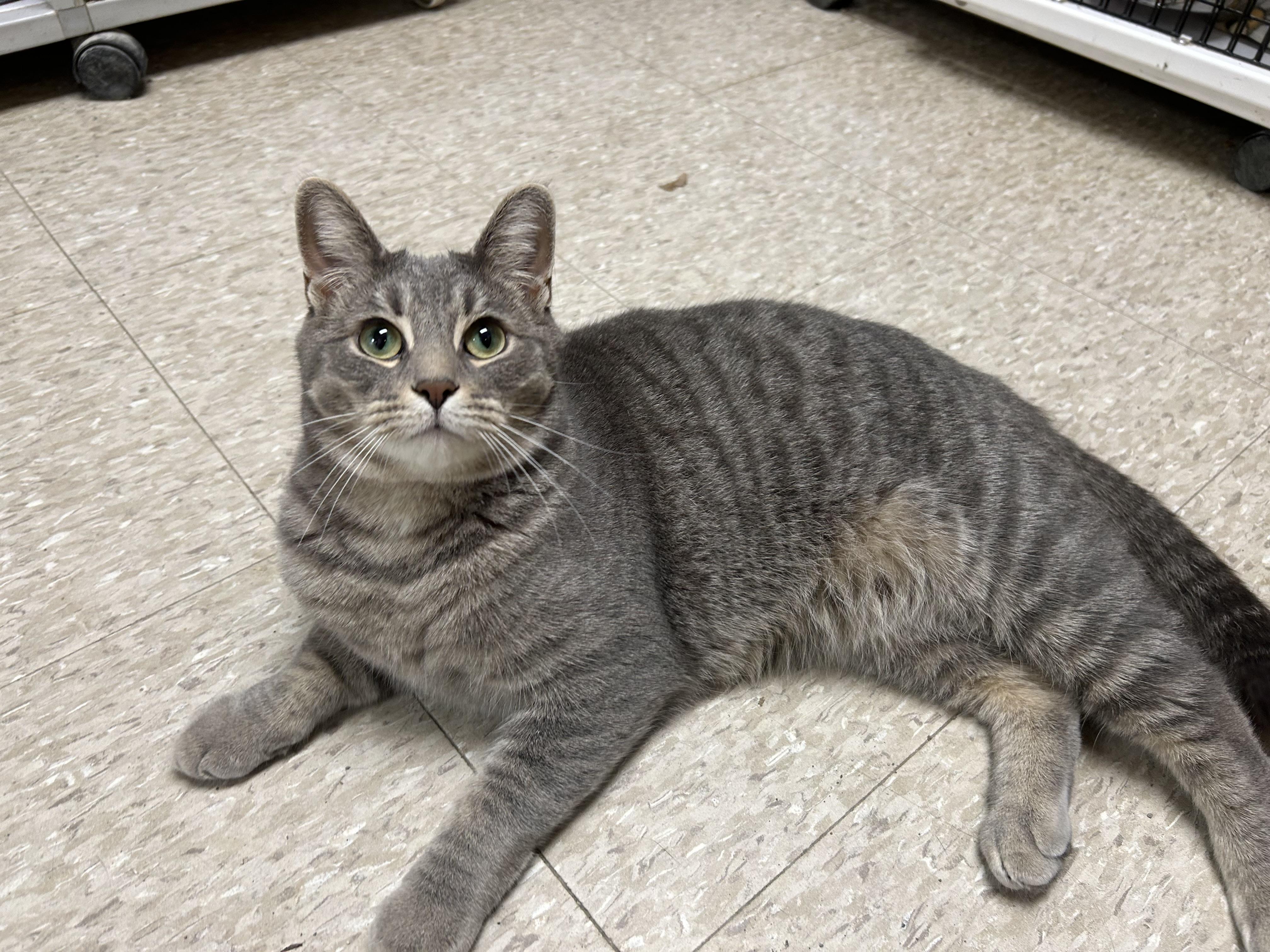Vinny, ADOPTABLE, Adult Male Domestic Short Hair.