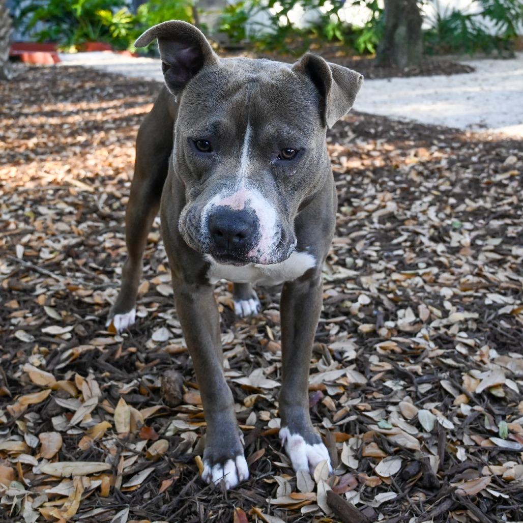Enlarge Benito, a Adoptable Mixed Breed in Sarasota, FL image 1/6