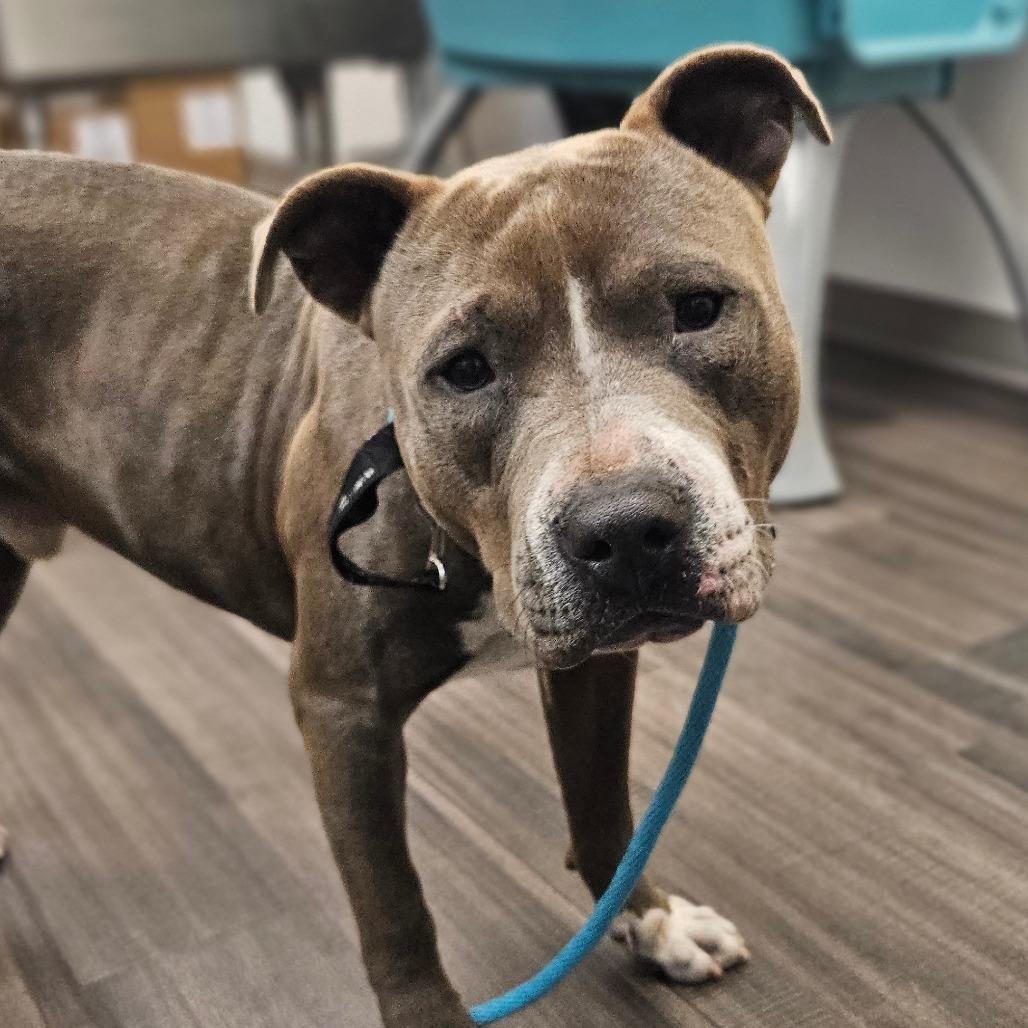 Enlarge Benito, a Adoptable Mixed Breed in Sarasota, FL image 2/6