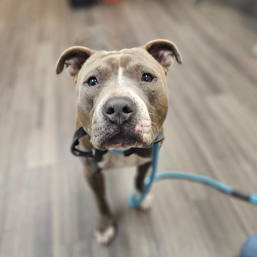 Enlarge Benito, a Adoptable Mixed Breed in Sarasota, FL image 3/6