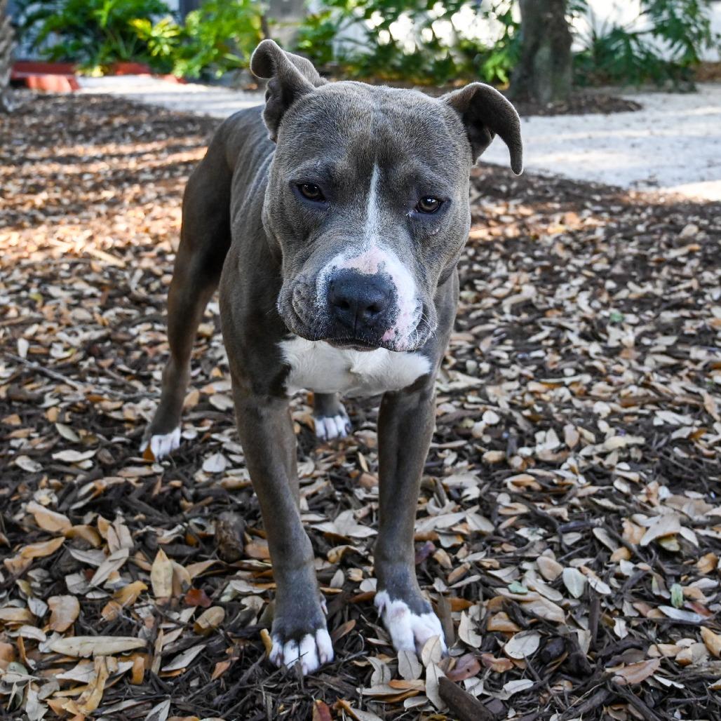 Enlarge Benito, a Adoptable Mixed Breed in Sarasota, FL image 4/6