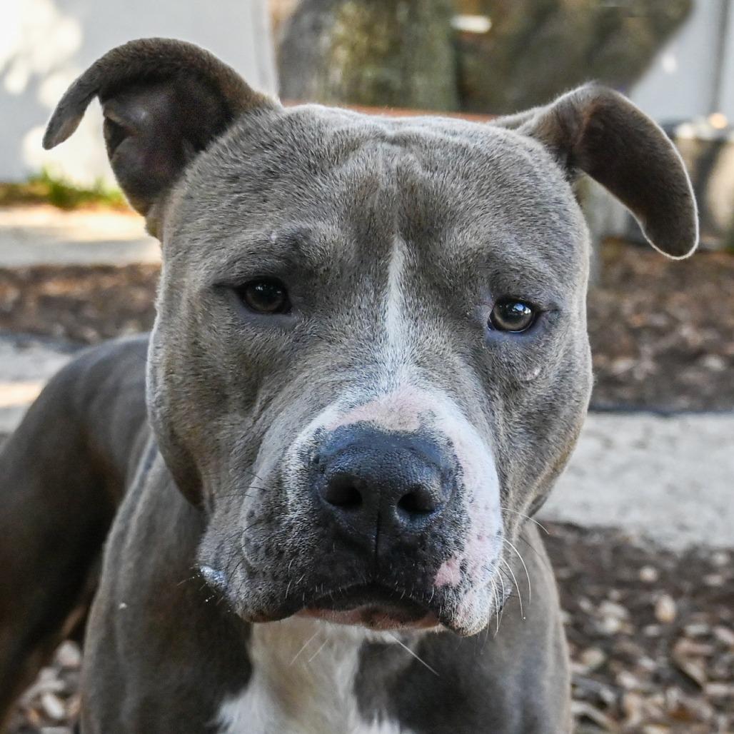 Enlarge Benito, a Adoptable Mixed Breed in Sarasota, FL image 5/6