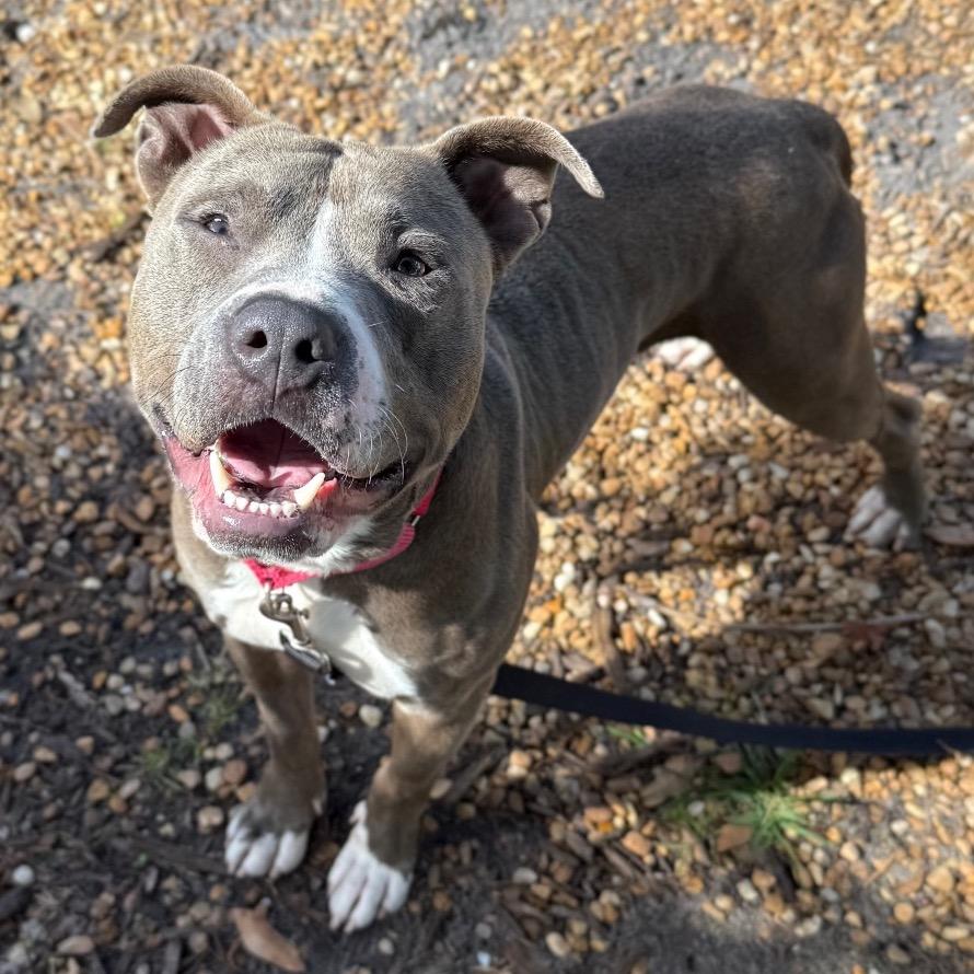 Enlarge Benito, a Adoptable Mixed Breed in Sarasota, FL image 6/6