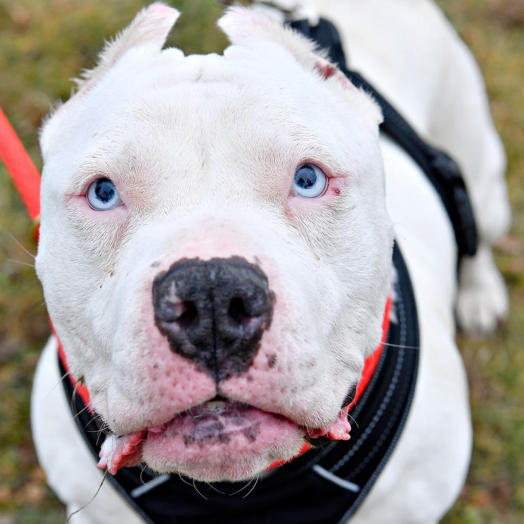 Enlarge Bubbles, a Adoptable Pit Bull Terrier in York, PA image 1/6