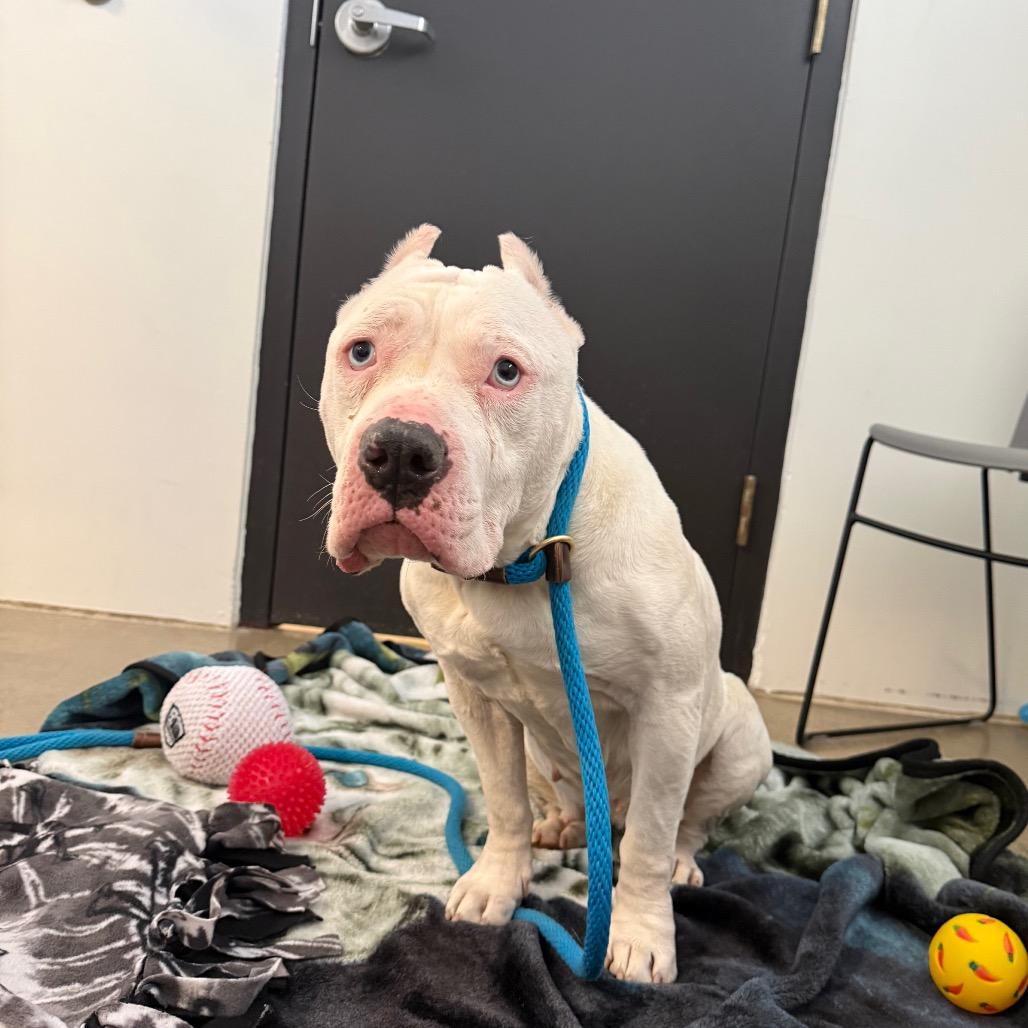 Enlarge Bubbles, a Adoptable Pit Bull Terrier in York, PA image 2/6