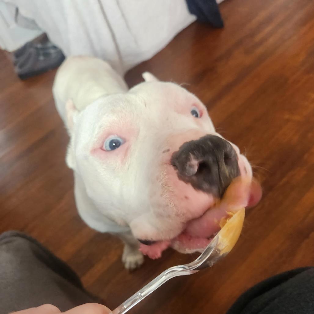 Enlarge Bubbles, a Adoptable Pit Bull Terrier in York, PA image 3/6